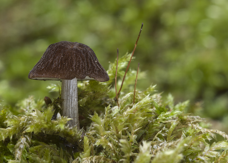 Pluteus podospileus